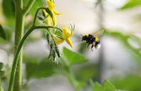 Afbeelding bij met gele bloem