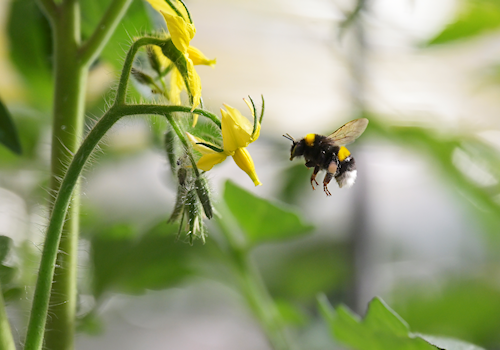 Afbeelding bij met gele bloem
