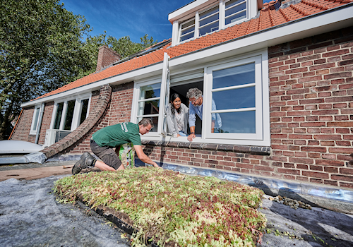 Afbeelding sedum dak