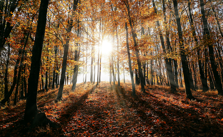 afbeelding herfstlandschap met zon
